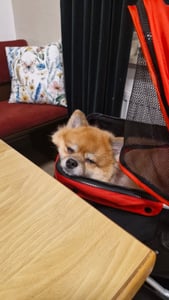 PawHut: Carrito para perros, carrito para mascotas, ideal para gatos, con 3 ruedas, plegable, color rojo Foto del cliente 2