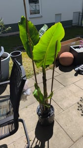 Bananenstaude als 3er Gruppe  Banane Musa Basjoo 220 cm winterhart Staude japanische Faserbanane Kunden-Foto 2