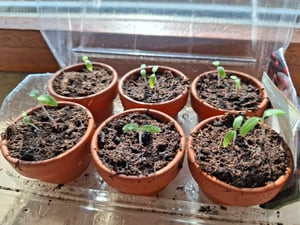 Johannisbeertomaten  Samen - Solanum pimpinellifolium - Johannisbeertomatensamen - Gemüsesamen - Saatgut für 8 Pflanzen Kunden-Foto 1