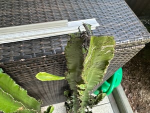 Kaktus mleczny Euphorbia eritrea - afrykanskie drzewo mleczne - 2 rosliny Zdjęcie produktu od klienta nr 2