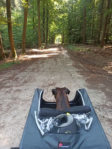 Doggyhut S-Line XXL Hundeanhänger & Hundebuggy mit Federung 2 in 1 Hunde Fahrradanhänger Jogger gefedert bis 45 kg Kunden-Foto 6