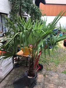 XXL Palme Stammhöhe 40-50 cm winterhart 160-180 cm Trachycarpus fortunei, Hanfpalme, Kunden-Foto 69