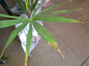 Seltene Trachycarpus Wagnerianus Hanfpalme bis 120 cm Höhe Frosthart bis -19 Grad Kunden-Foto 21