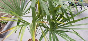 XXL winterharte Palme Hanfpalme 160-220 cm -18 °C Trachycarpus Fortunei Kunden-Foto 17