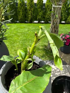 2 Stück Bananenstaude Musa Basjoo 60 - 80 cm winterhart Staude japanische Faserbanane Kunden-Foto 4