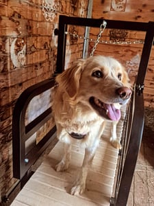 Tapis roulant pour chiens VEVOR, adapté aux chiens de taille moyenne jusqu'à 100 kg, tapis roulant à lamelles de démarrage pour chiens, appareil d'entraînement sur tapis roulant pour animaux domestiques pour les sports d'intérieur et d'extérieur Photo du client 1