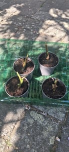 Bananowiec - 3 szt - Musa basjoo - Wysokość 25-40cm - ⌀9cm Zdjęcie produktu od klienta nr 8