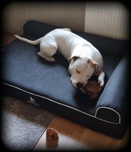 Kauwurzel aus der Baumheide - M für Hunde 15 - 25 kg, robust, langlebig, splitterarm, Kauholz zur Zahnpflege Kunden-Foto 1