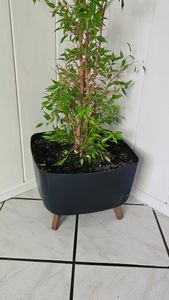 Gracia Case DGCL600 Blumentopf - Hellgrau Kunden-Foto 1
