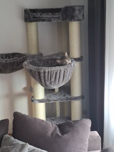 HAPPYPET Kratzbaum stabil 'Oscar' - 161 cm hoch, Katzenbaum für große Katzen Maine Coon, 12 cm Dicke Sisalstämme, 600g Plüsch, Creme Kunden-Foto 5