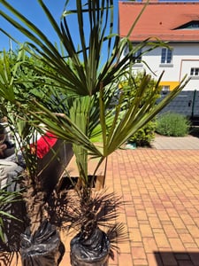 [Palmenlager] XL Trachycarpus fortunei 150 cm / Stamm 40 cm / -17°C / Chin. Hanfpalme Kunden-Foto 1