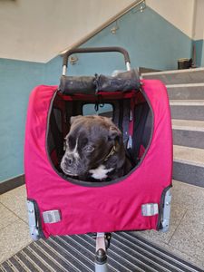DOGGYHUT® Premium MEDIUM Hundefahrradanhänger & Jogger 2in1 Fahrradanhänger Kunden-Foto 15