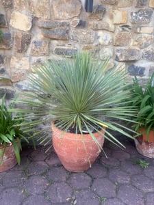 Sunny Tree - Yucca Rostrata Blue Blue - Palme - 100 cm Kunden-Foto 1