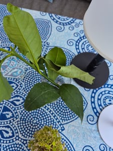 Bergamotte Pflanze 70–100 cm Citrus Bergamia Fantastico Echte Zitruspflanze Duftpflanze für Tee & Aromatherapie Kunden-Foto 7