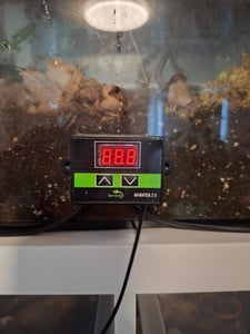 Terrario Amantea 2.0 20W - termoforo con termostato Terrario Foto del cliente 1