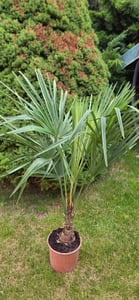 Extrem Frostharte Trachycarpus geminisectus bis 160cm Frosthart bis -19 Grad Kunden-Foto 1