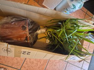 Seltene Trachycarpus Wagnerianus Hanfpalme bis 120 cm Höhe Frosthart bis -19 Grad Kunden-Foto 19