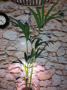 Kentia Palme 140-160 cm Howea forsterian Kunden-Foto 4