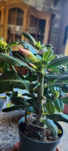 Wüstenrose - Adenium obesum 'Pink Star' - Höhe 30-45cm - ⌀13cm Kunden-Foto 1