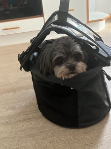 Klickfix sac à dos pour chiens Doggy gris, 38x29x25/40cm, 24 ltr Photo du client 1