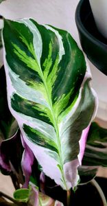 Korbmarante - Calathea Lietzei 'White Fusion' - Höhe 30-40cm - ⌀14cm Kunden-Foto 3