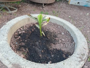 Bananowiec - 3 szt - Musa basjoo - Wysokość 25-40cm - ⌀9cm Zdjęcie produktu od klienta nr 3