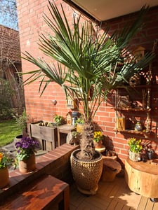 XXL Palme Stammhöhe 40-50 cm winterhart 160-180 cm Trachycarpus fortunei, Hanfpalme, Kunden-Foto 25