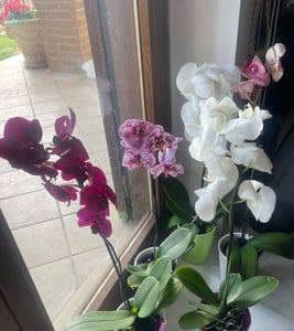 5 pezzi Phalaenopsis 40-60 cm / 1 germoglio  Fiori - Orchidee - Orchidea in vaso Foto del cliente 1