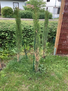 6x Mittelmeerzypresse 160 cm Säulen Toskana Zypressen Zypresse Cupressus Semper. Kunden-Foto 5