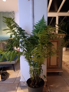 Baumfarn ca.120 cm Dicksonia antarktica - Ein Relikt aus der Urzeit Kunden-Foto 4