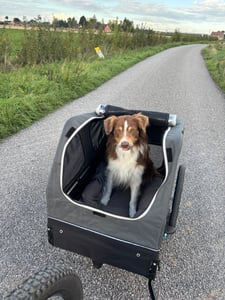 Doggyhut S-Line XXL remorque pour chien & buggy pour chien avec suspension 2 en 1 remorque de vélo pour chien Jogger à suspension jusqu'à 45 kg Photo du client 1