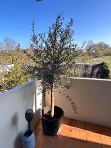 Olivenbaum Olive "Angebot" 150 - 180 cm, beste Qualität, winterhart, Olea Europaea Kunden-Foto 39