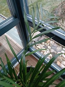 Goldfruchtpalme 130-150 cm + Übertopf Ingmar Arecapalme  Chrysalidocarpus lutescens Tropische Palme - Luftreinigend - Frisch aus der Gärtnerei Kunden-Foto 10