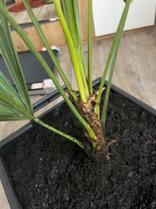 Seltene Trachycarpus Wagnerianus Hanfpalme bis 120 cm Höhe Frosthart bis -19 Grad Kunden-Foto 3