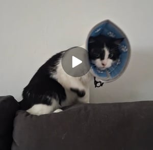 Halskrause Katze,Einstellbarer Halskrause Katze Halsband,Wiederherstellung Halsband Weich Kragen Cone Nach Operation(Blau, S (Hals: 14-24cm)) Kunden-Foto 1