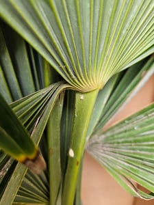 XXL Palme Stammhöhe 40-50 cm winterhart 160-180 cm Trachycarpus fortunei, Hanfpalme, Kunden-Foto 67