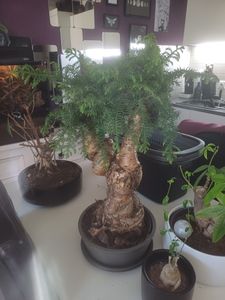 Zimmerpflanze Araucaria Cunninghsmii P25 Bonsai Kunden-Foto 1