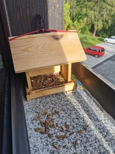5 kg Karma dla larw muchówek, takich jak mączniki Karma dla ptaków, pokarm dla ryb Zdjęcie produktu od klienta nr 6