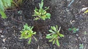 Bloomique - Zestaw 3 sztuk - Primula Vialii - Orchidea Primula - Obficie kwitnąca - Odporna na zimę - Bylina - Wysokość 10-20 cm - Doniczka 9 cm Zdjęcie produktu od klienta nr 1