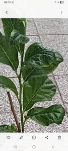 Asimina triloba „Sunflower“ 40–60 cm – indiánský banán Papau – mrazuvzdorná exotická ovocná rostlina – jedlé plody – samosprašná – vytrvalá v To Fotografie od zákazníka č. 5