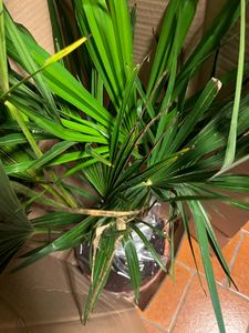 Seltene Trachycarpus Wagnerianus Hanfpalme bis 120 cm Höhe Frosthart bis -19 Grad Kunden-Foto 24
