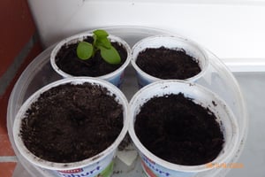 Rhabarber Victoria Samen - Rheum rhabarbarum - Rhabarbersamen - Gemüsesamen - Saatgut für 10 Pflanzen Kunden-Foto 2
