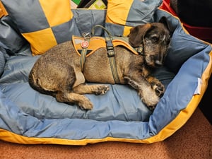 Hundebett Hundekissen Hundekorb 150x120x25 cm Haustierbett Hundesofa Grau Kunden-Foto 1