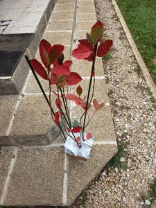 Lot de 4 arbustes à baies d'aronia noires – Aronia prunifolia « Nero » – Hauteur 25 cm – Pot de 9 cm Photo du client 1