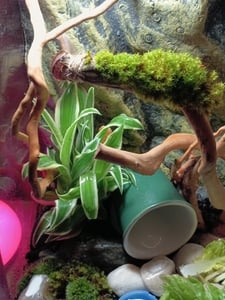Terrarium, Paludarium Exo Terra Nano 20 x 20 x 30 cm Kunden-Foto 2