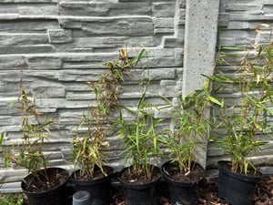 Fargesia robusta 'Campbell' doniczka C10-10 litrów - Wysoki bambus żywopłotowy - Bambus Zebra Zdjęcie produktu od klienta nr 3