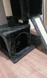 PawHut kattenboom, krabpaal voor katten, kattenboom met sisalpalen, donkergrijs Klantenfoto 1