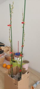 Set di 2 mele cotogne - Cydonia oblonga Quince - Altezza 60 cm - Vaso da 9 cm Foto del cliente 1
