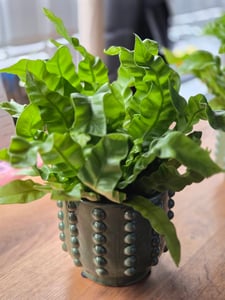 Asplenium nidus 'Crispy Wave' ca. 30 cm - Felce nido - Pianta da appartamento purificatrice dell'aria - Pianta verde Foto del cliente 1