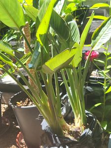 Strelitzia reginae 80–100 cm – ptak rajski, egzotyczna roślina doniczkowa, strelitzia, duża roślina zielona, 2–3 rośliny w doniczce Zdjęcie produktu od klienta nr 2